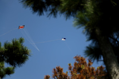 レンズのテスト