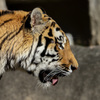 レンズのテスト　EF100-400mm F4.5-5.6L IS II USM