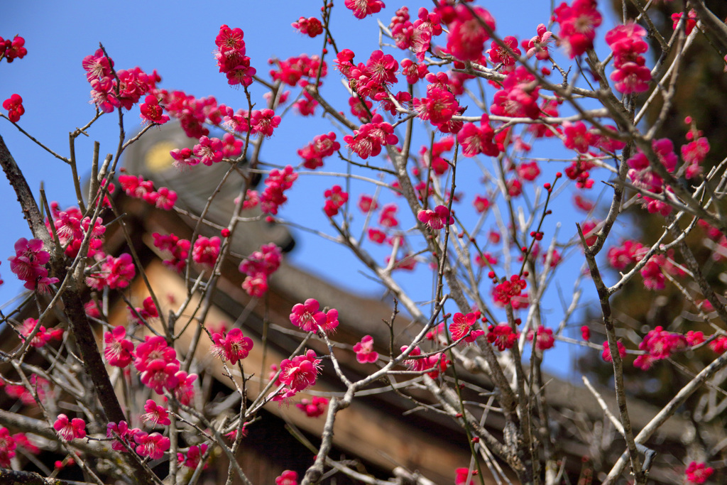 小國神社 梅園