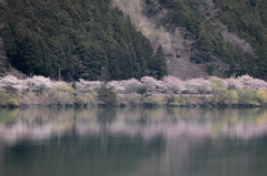 秋葉ダム 千本桜