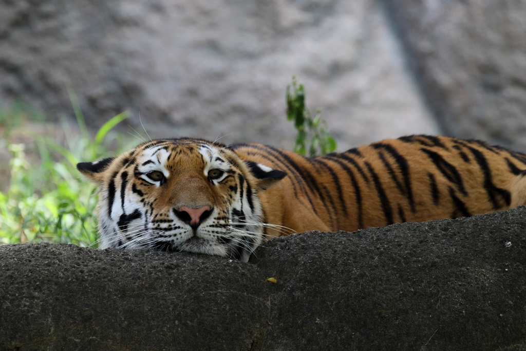 浜松市動物園