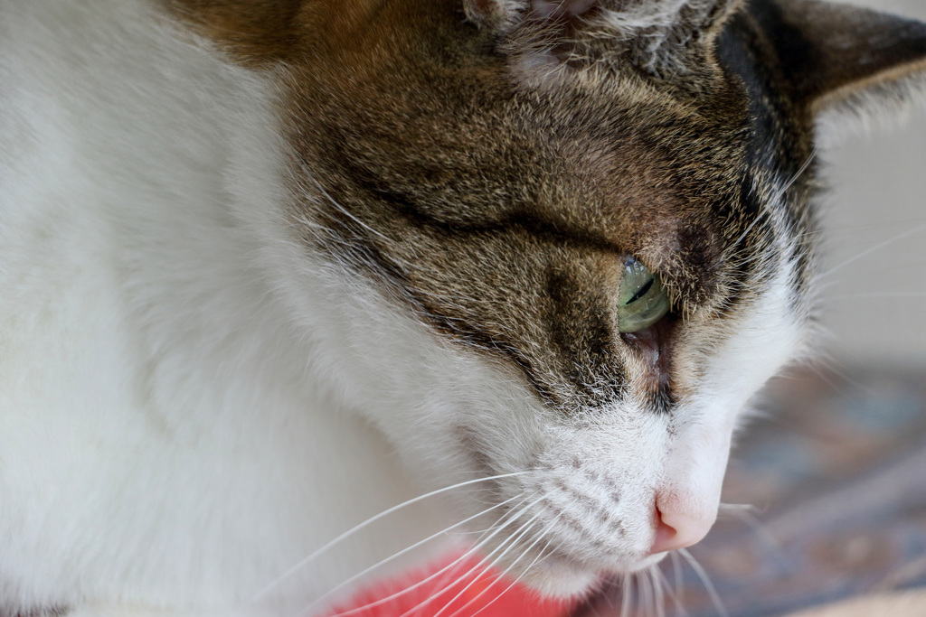 レンズのテスト