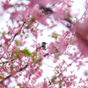 鳥撮り