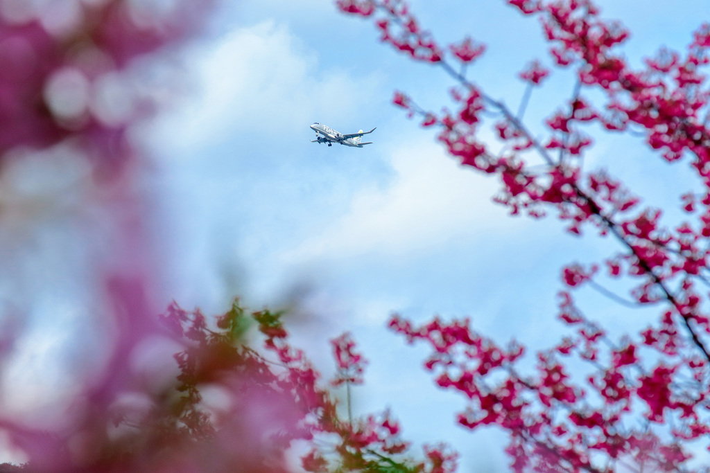 桜とヒコーキ