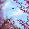 桜とヒコーキ