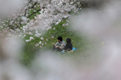 春の芳川