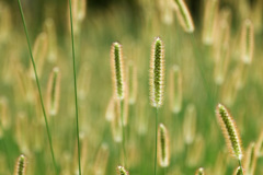 ガーデンパーク