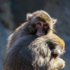 レンズのテスト　EF100-400mm F4.5-5.6L IS II USM