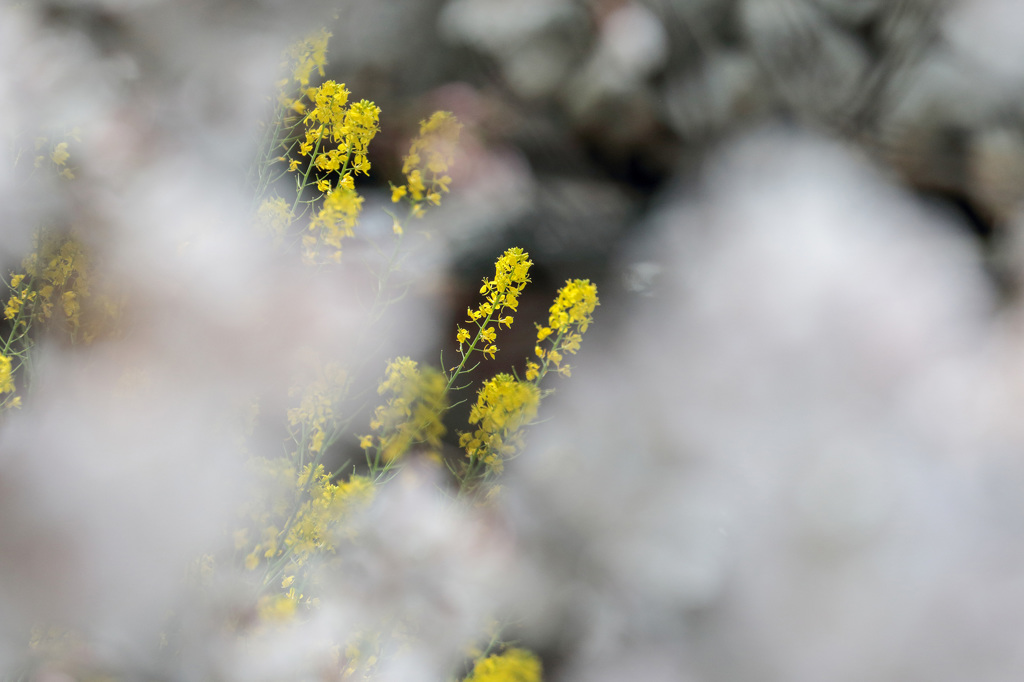 春の芳川