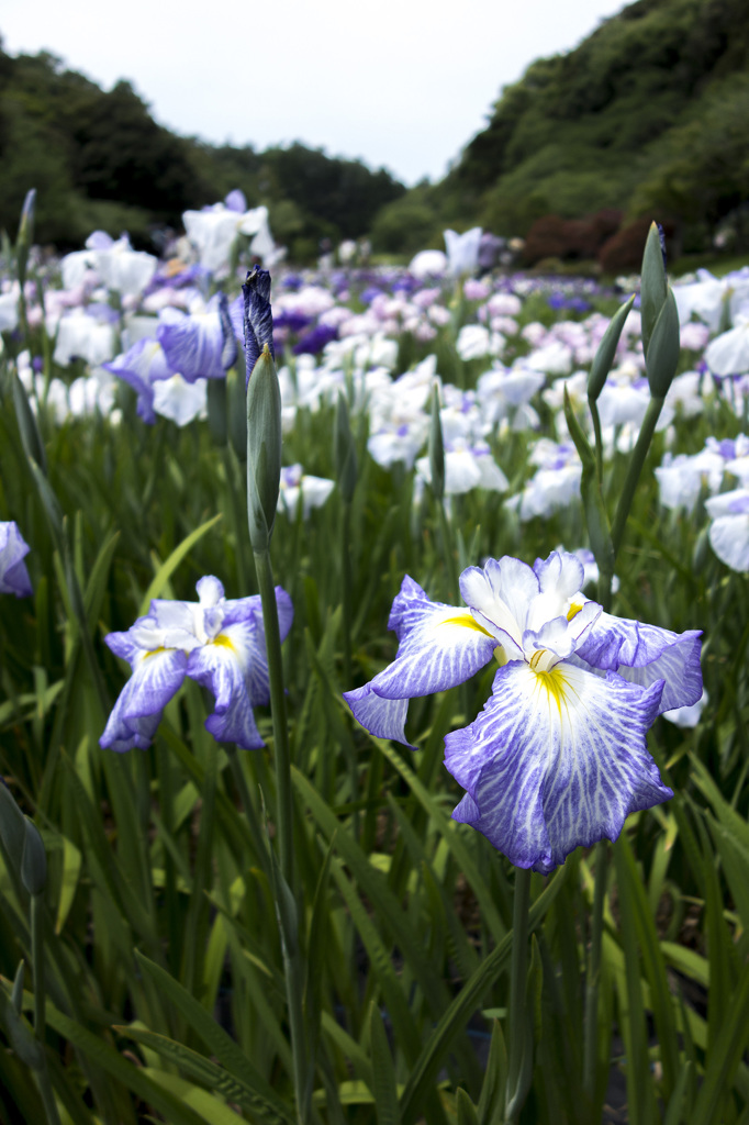 RX100　実戦投入