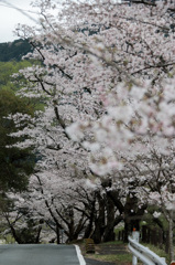 秋葉ダム 千本桜