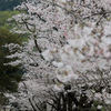 秋葉ダム 千本桜