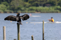 Canon EOS 7D Mark II　テスト