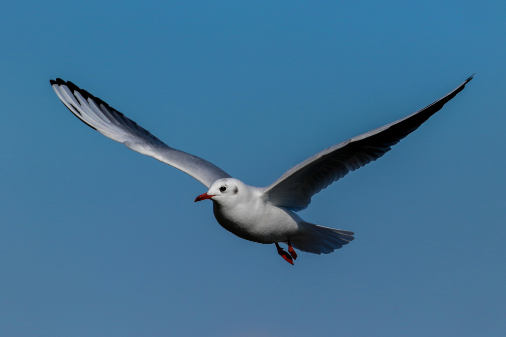 鳥撮り　第三弾