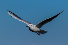 鳥撮り　第三弾