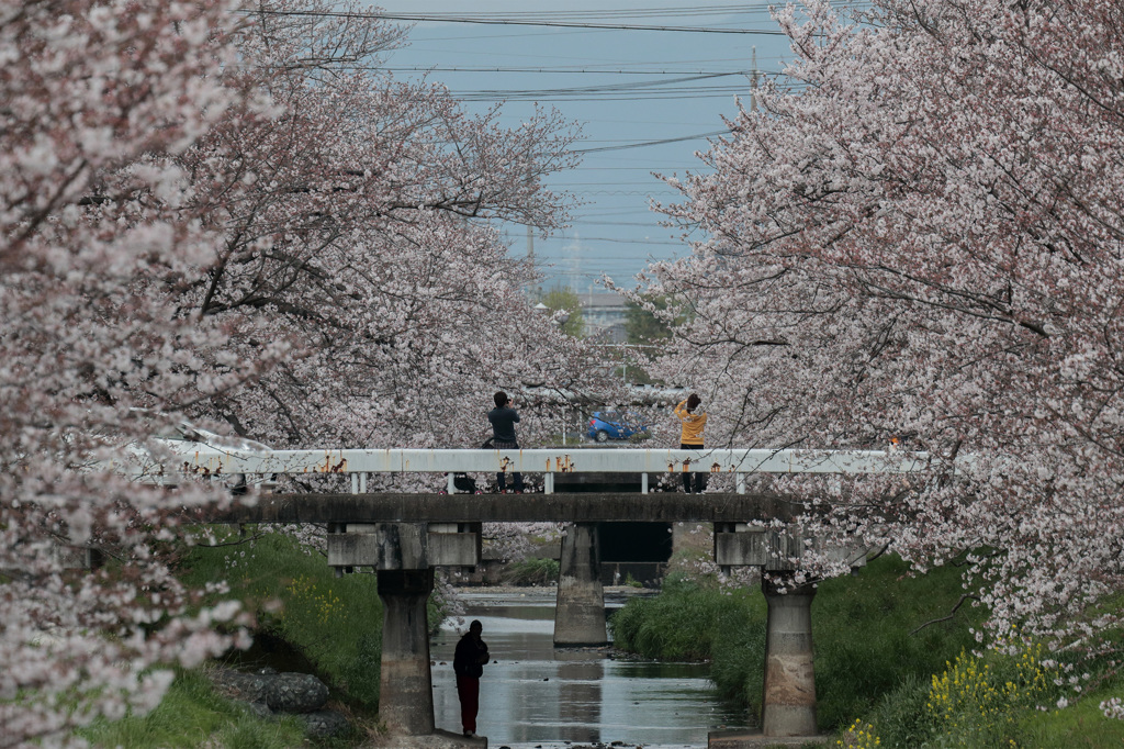 春の芳川