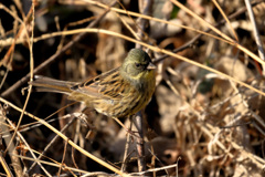 鳥撮り　第三弾
