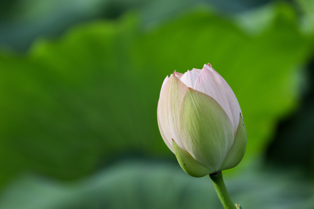 EOS 7D Mark IIで蓮の花