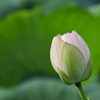EOS 7D Mark IIで蓮の花
