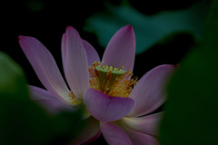 炎天下のはままつフラワーパーク