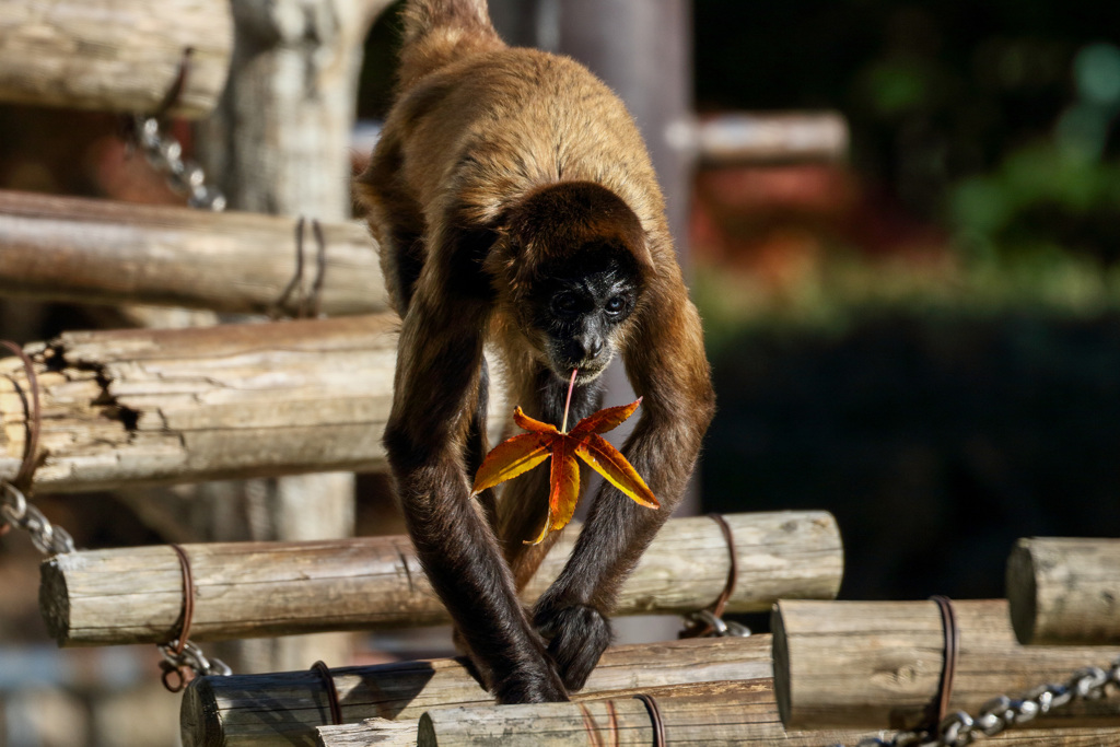 レンズのテスト　EF100-400mm F4.5-5.6L IS II USM