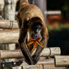 レンズのテスト　EF100-400mm F4.5-5.6L IS II USM