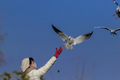 鳥撮り　第三弾