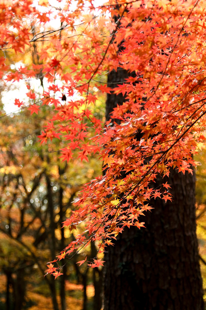 静岡県立森林公園