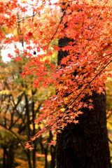 静岡県立森林公園