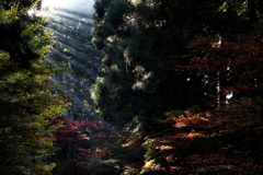 小國神社　リベンジ
