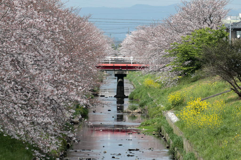 春の芳川