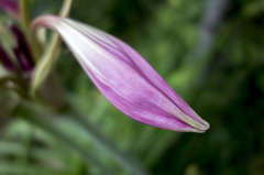 RX100　実戦投入