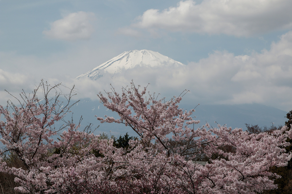 JAPONESQUE