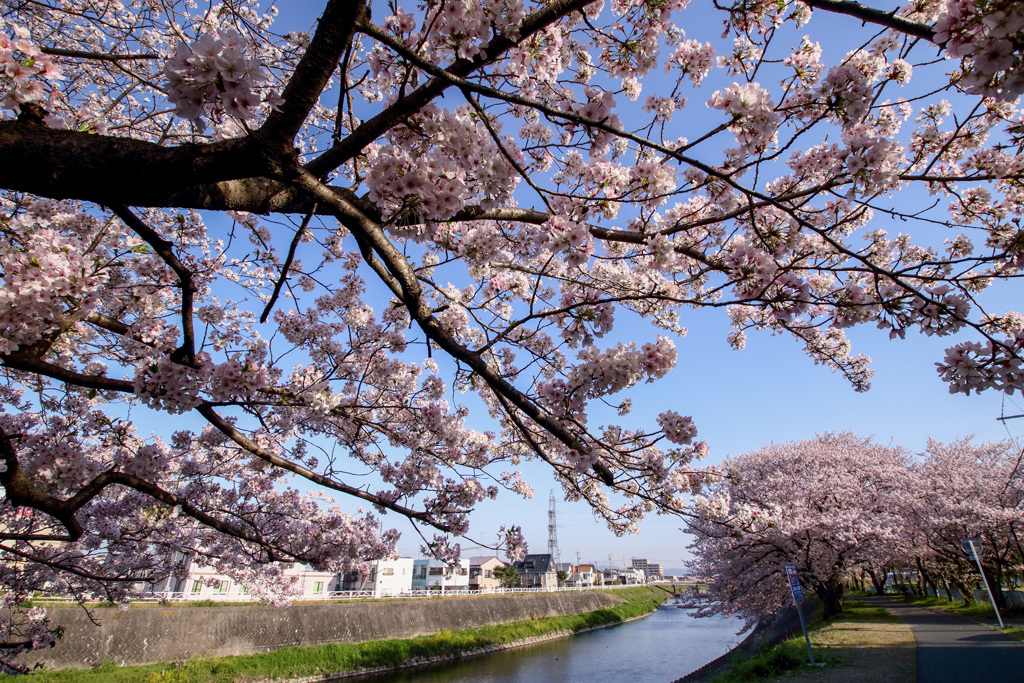 レンズ ノ シュギョウ