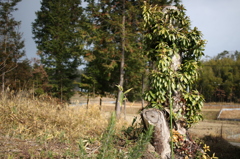 木