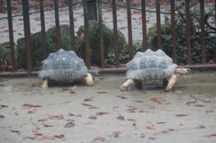 よいしょ、よいしょ、