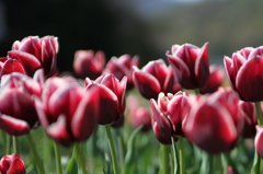 tulip