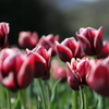 tulip