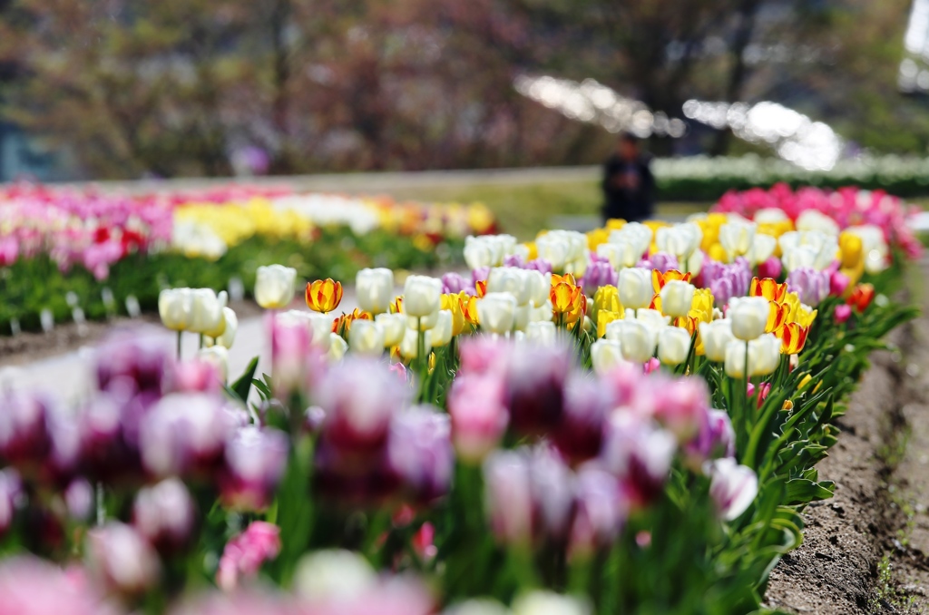 tulip