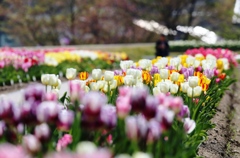 tulip