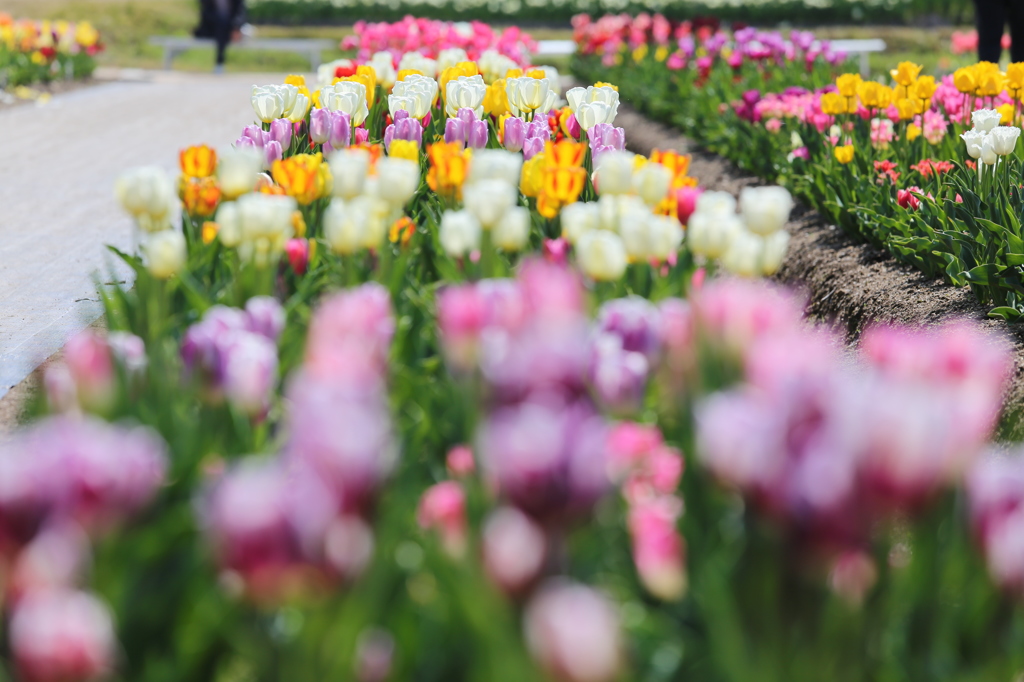 Tulip2