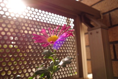 一輪の花