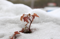 雪ニモマケズ