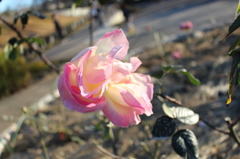 Pink Rose