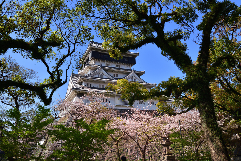 桜と青い空と小倉城 3