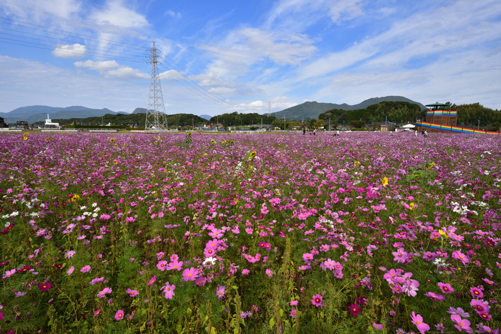 青空とコスモス畑