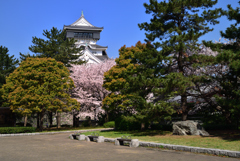 桜と青い空と小倉城 4