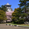 桜と青い空と小倉城 4