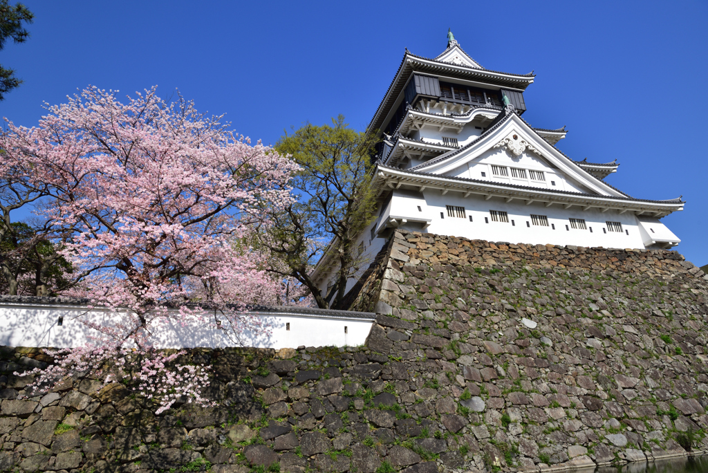 桜と青い空と小倉城　広角編