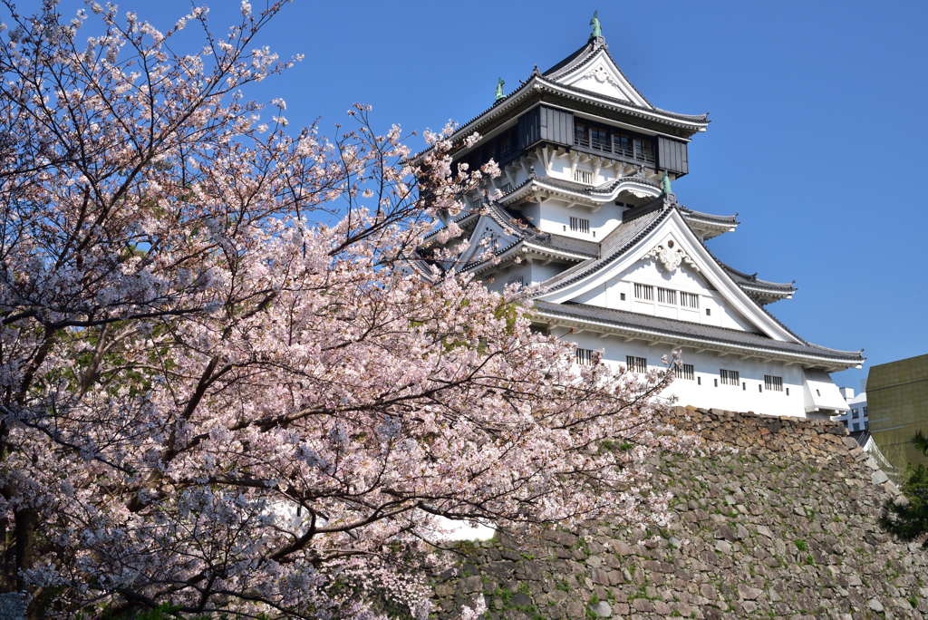 桜と青い空と小倉城
